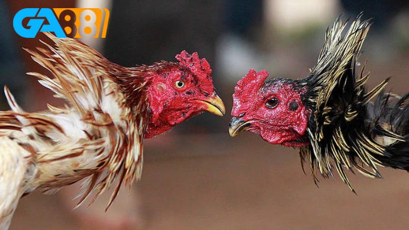 Các loại hình đá gà SHBET vô cùng phong phú