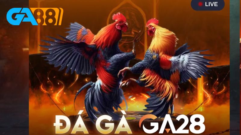 Cách đặt cược đá gà SHBET rất đơn giản