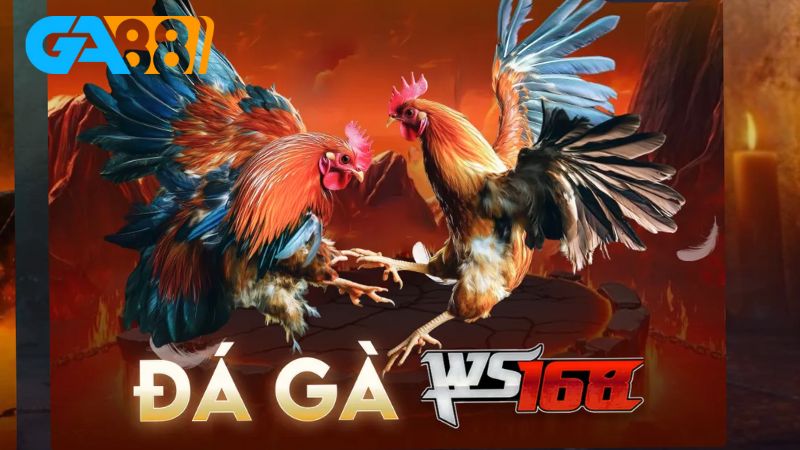Tìm hiểu kinh nghiệm chơi đá gà SHBET hiệu quả